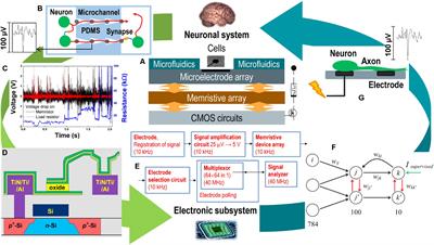 Neurohybrid Memristive CMOS-Integrated Systems for Biosensors and Neuroprosthetics